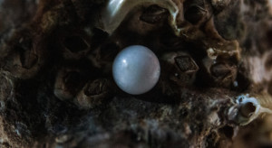 W Zatoce Perskiej odkryto najstarsze miasto perłowe / Unsplash