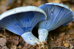 Ten baśniowy grzyb istnieje naprawdę. Naukowcy twierdzą, że Mleczaj Niebieski jest może wyżywić ludzkość