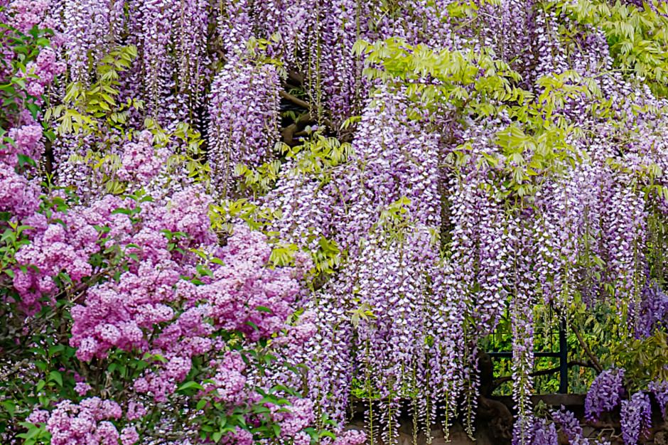 Czy wiszące ogrody królowej Semiramidy istniały naprawdę? / Shutterstock