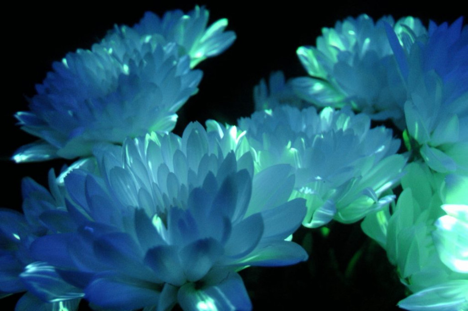 Aglae - francuska firma stworzyła serum do kwiatów, by świeciły w ciemności / materiały prasowe - Facebook