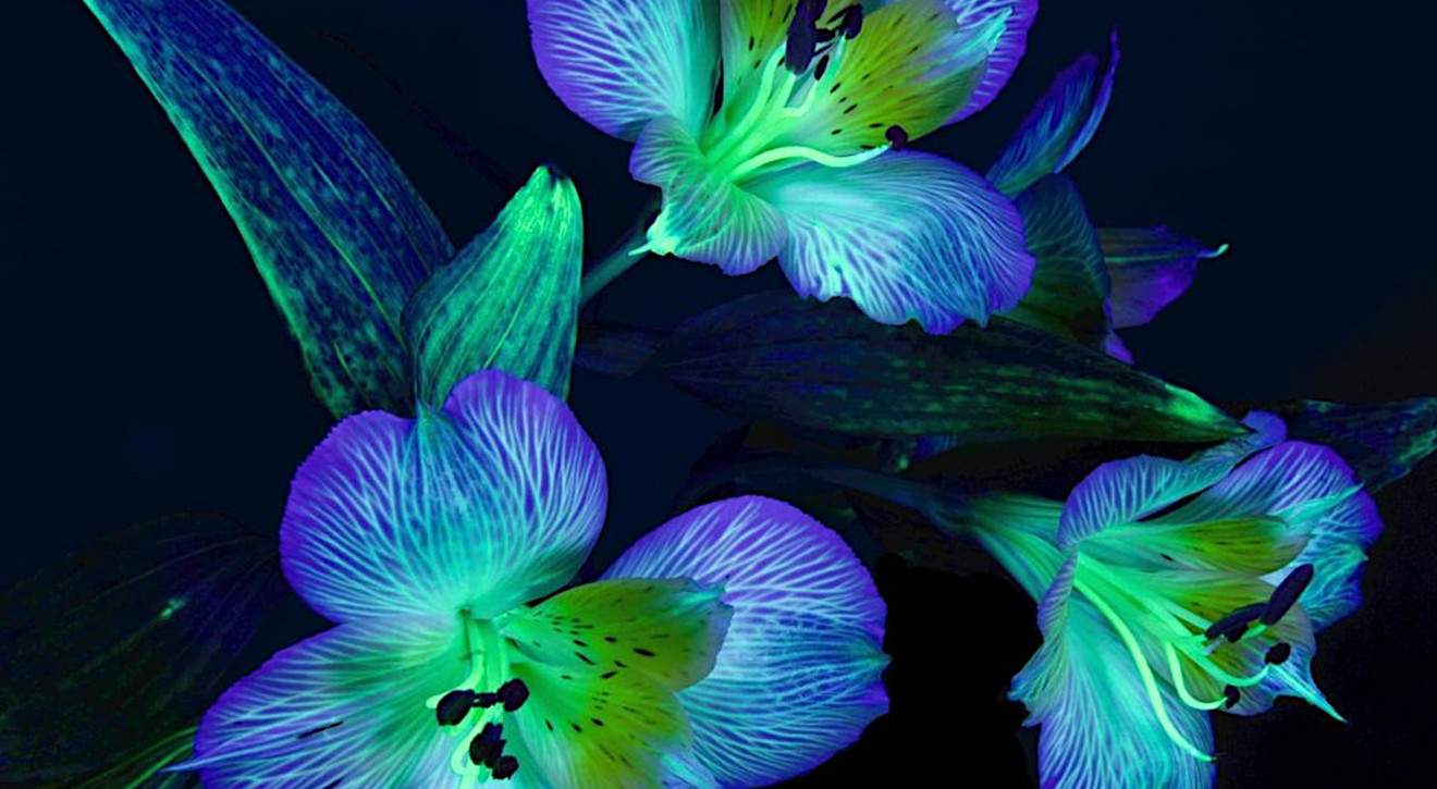 Kwiaty świecące w ciemności to nie magia. Francuska firma stworzyła innowacyjne serum do roślin!