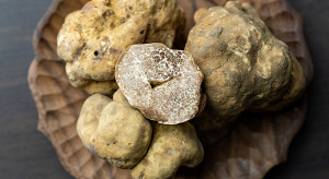 Dlaczego białe trufle to "piemonckie złoto" i "święty Graal" kulinarnego świata? / Shutterstock