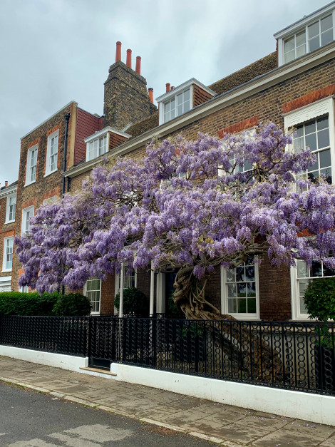 Kwitnąca wisteria w Londynie - Chiswick / Shutterstock