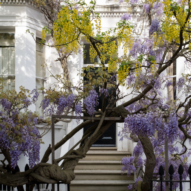 Kwitnąca wisteria w Londynie - Kensington / Shutterstock