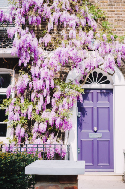 Kwitnąca glicynia w Londynie - Chelsea / Shutterstock