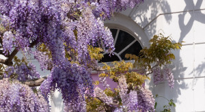 Londyn - królestwo wisterii - gdzie można ją spotkać? /  Shutterstock