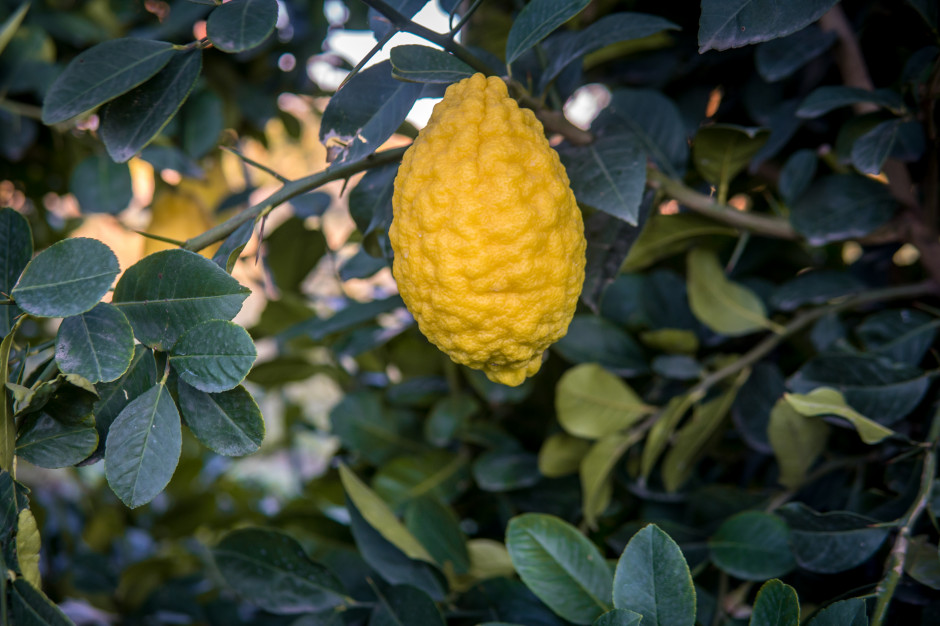 Cytrony - wiekowe owoce Kalabrii / Shutterstock