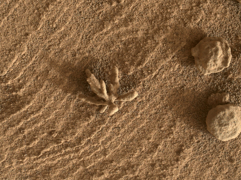 Kwiat na Marsie / fot. NASA