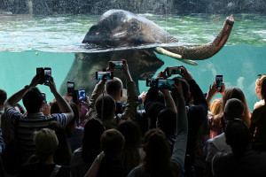 Kategoria Climate, Responsibility (Single) - III miejsce
Pawilon orientarium w łódzkim zoo to ogromny kompleks z fauną i florą Azji Południowo-Wschodniej. Codziennie można tam podziwiać wodne kąpiele indyjskich słoni / fot. Aleksy Witwicki, Xinhua News Agency
