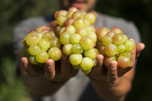 Naukowcy znaleźli starożytny szczep winogron. Jest nadzieja na odtworzenie legendarnego wina z Gazy / Shutterstock