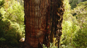 CHILE: Odkryto najstarsze drzewo na świecie. Ta kapsuła czasu liczy ponad 5 tys. lat! / Wikimedia Commons