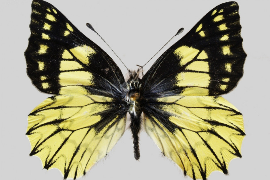 Nowy gatunek motyla nazwany na cześć Kopernika / Catasticta copernicus Pyrcz & Fåhraeus, 2023, samiec. (fot. T. Pyrcz)
