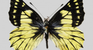 KRAKÓW: Naukowcy z UJ odkryli nowy gatunek motyla. Nazwali go na cześć Mikołaja Kopernika