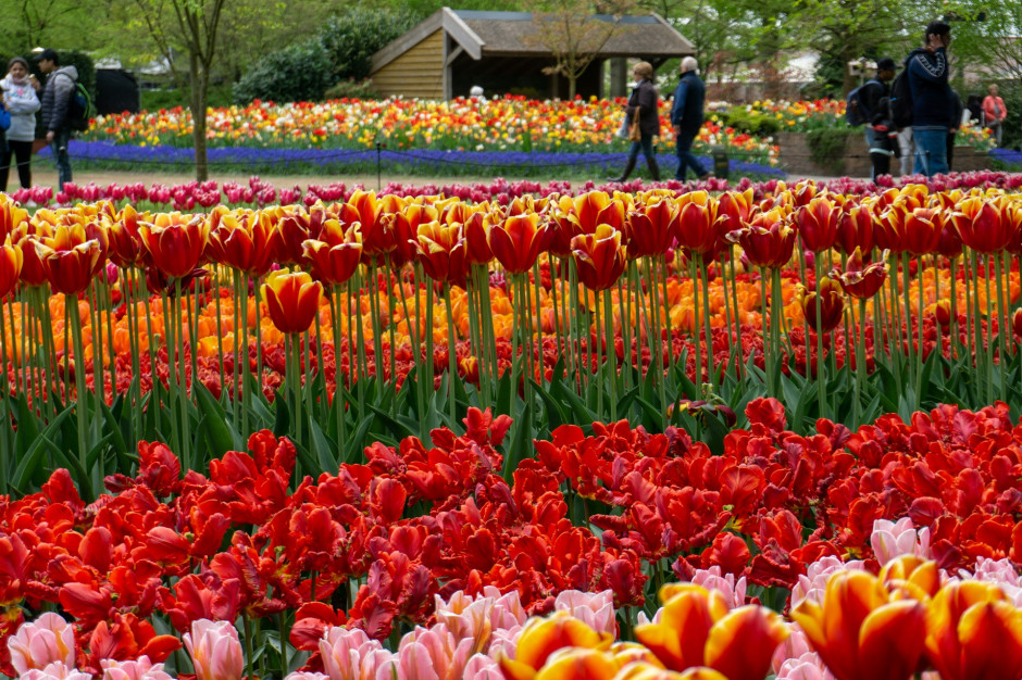 Najpiękniejsze wiosenne kwiaty w Europie - Tulipany w Holandii / Unsplash, Andrei Popescu