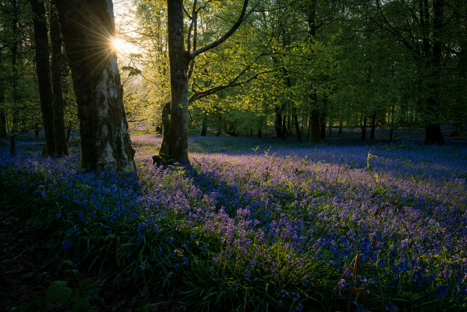 Gdzie podziwiać wiosną kwiaty? W Szkocji! / Unsplash, Click And Learn Photography