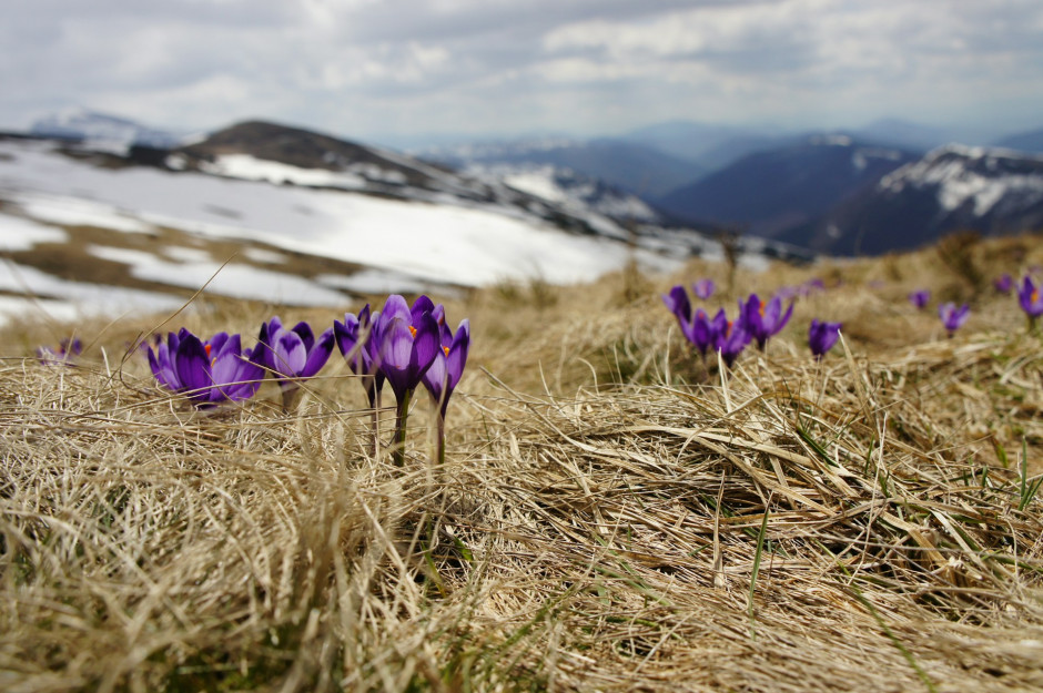 Najpiękniejsze miejsce w Europie do podziwiania wiosennych kwiatów 2024 / Unsplash, Biegun Wschodni
