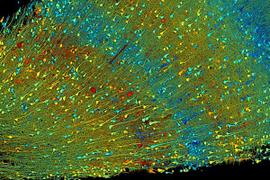 Mapa neuronów ludzkiego mózgu. Zespół skatalogował około 57 000 komórek i 150 milionów połączeń między neuronami. / Badania Google i laboratorium Lichtmana - Uniwersytet Harvarda, Wizualizacje: D. Berger