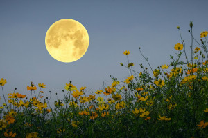 Zbliża się pełnia Kwiatowego Księżyca. Wykorzystaj jego potężną energię!