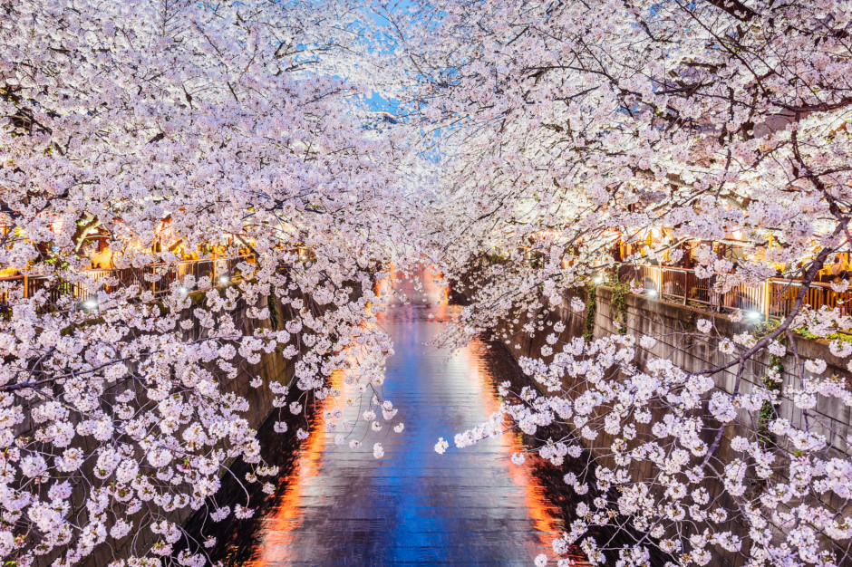 kiedy-kwitn-wi-nie-w-japonii-szczeg-owy-kalendarz-wi-ta-hanami-na-2025