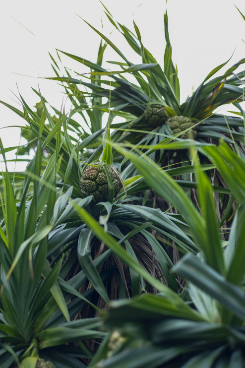 Pandan / Unsplash - Mia de Jesus
