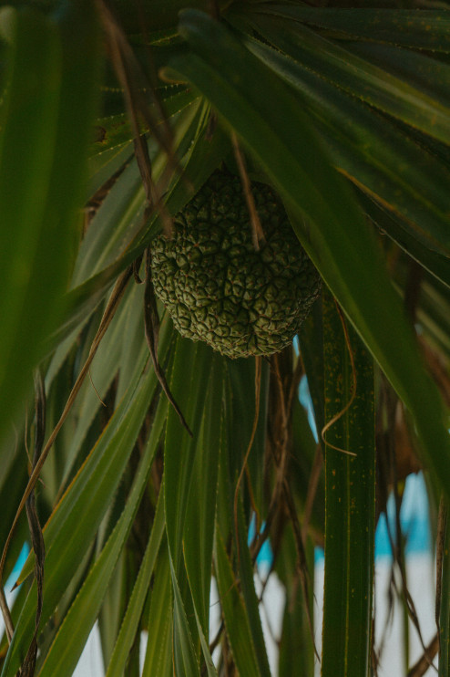 Pandan / Pexels - Czarinah Philline