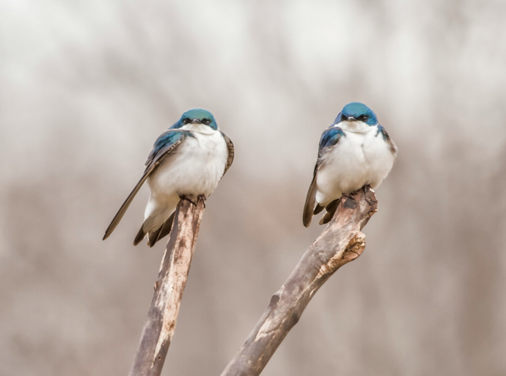 Birdsong/Photo: Unsplash Dulcey Lima