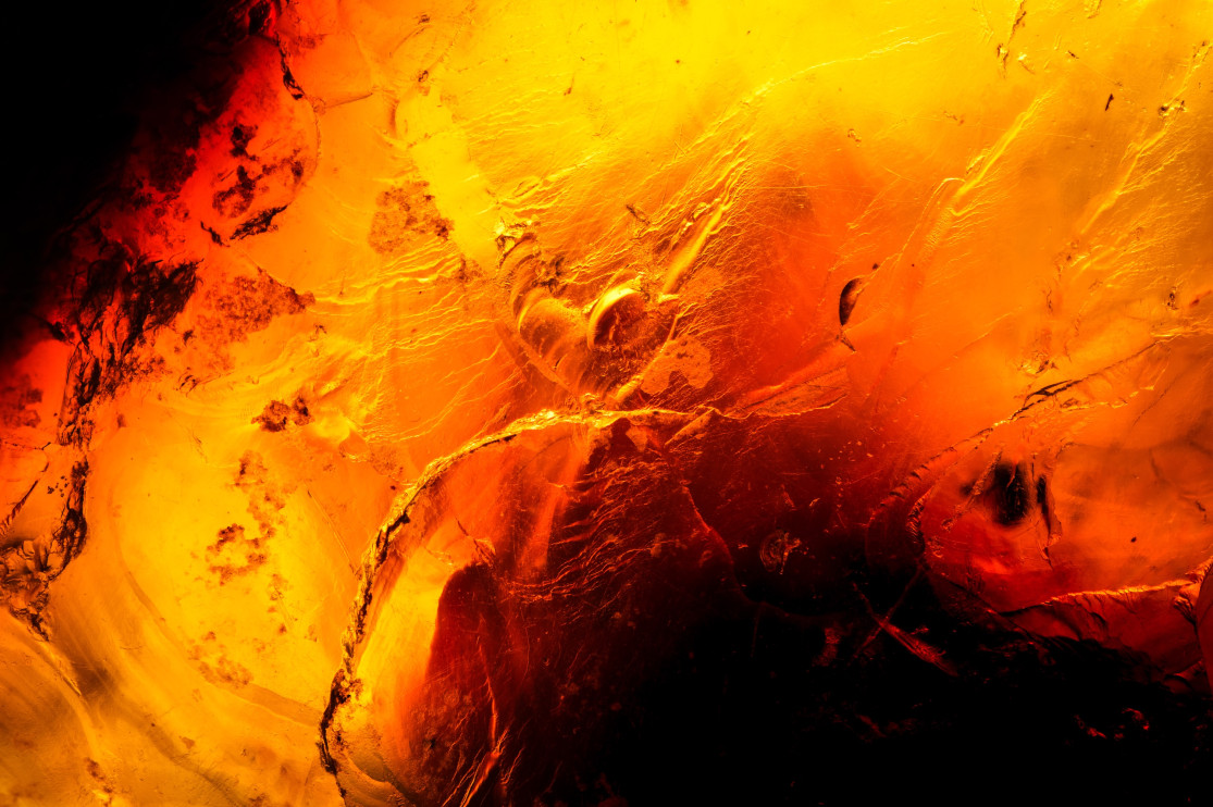 Amber - the gold of the Baltic Sea / Shutterstock