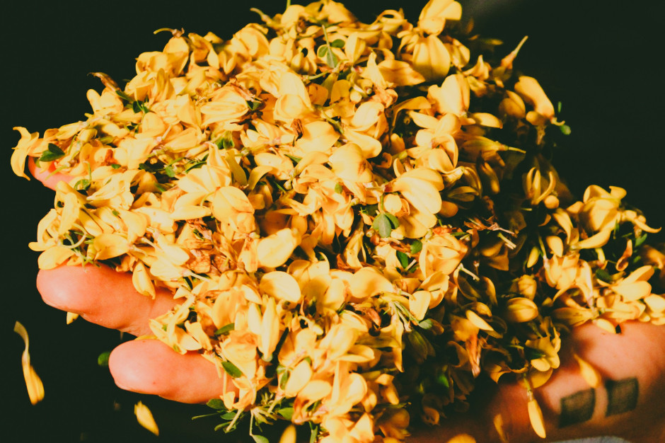 Blütenblätter zur Duftproduktion / Unsplash, Fulvio Ciccolo