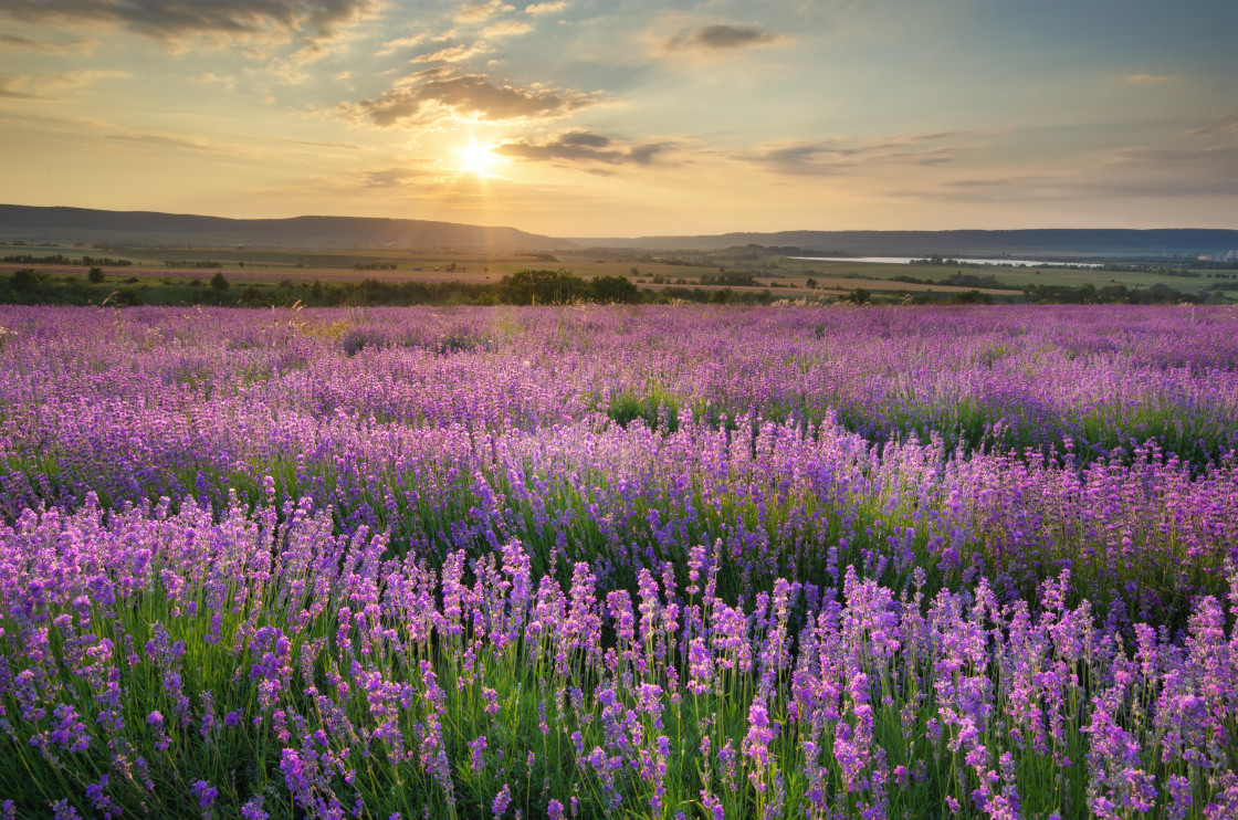 Campos de lavanda na França / Shutterstock