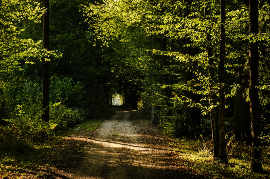 Bosque de Białowieża, foto ilustrativa / foto: Shutterstock