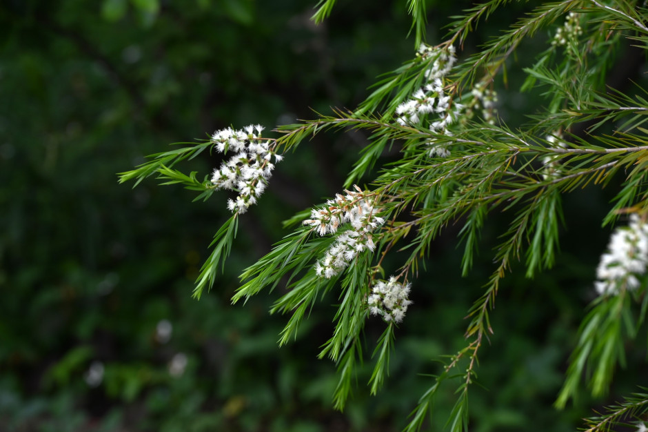 Melaleuca alternifolia - un albero australiano da cui si ottiene l'olio di tea tree / Shutterstock