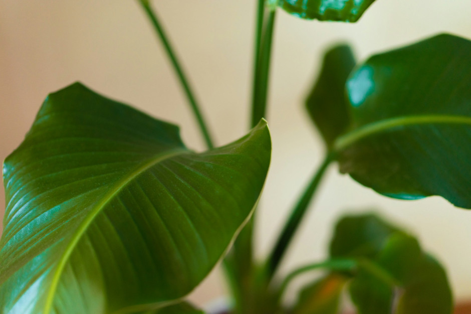 Piante negli interni / Unsplash, Simea