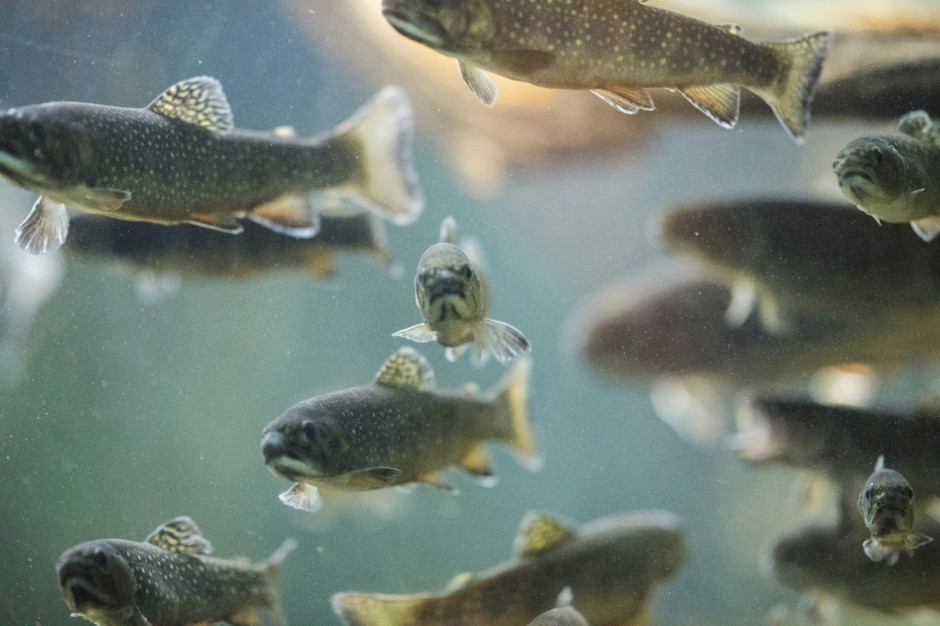 Some fish species are dying from toxic chemicals linked to tire abrasion particles / Unsplash, John Werner
