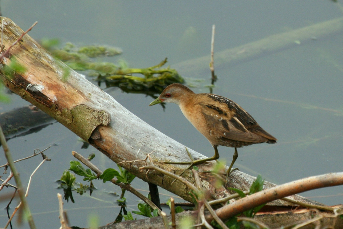 A bird of the species Zielonka/photo: Wikipedia, public domain