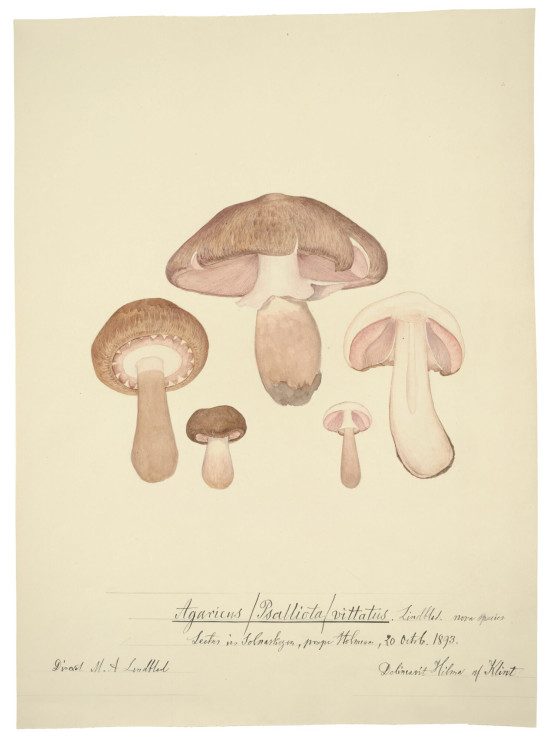 Hilma af Klint. Probably Agaricus bisporus (Cultivated mushroom). c. October 20, 1893. Watercolor, gouache, pencil, and ink on paper / MoMA press materials, property of Naturhistoriska Riksmuseet, Stockholm. M.A. Lindblad Archive