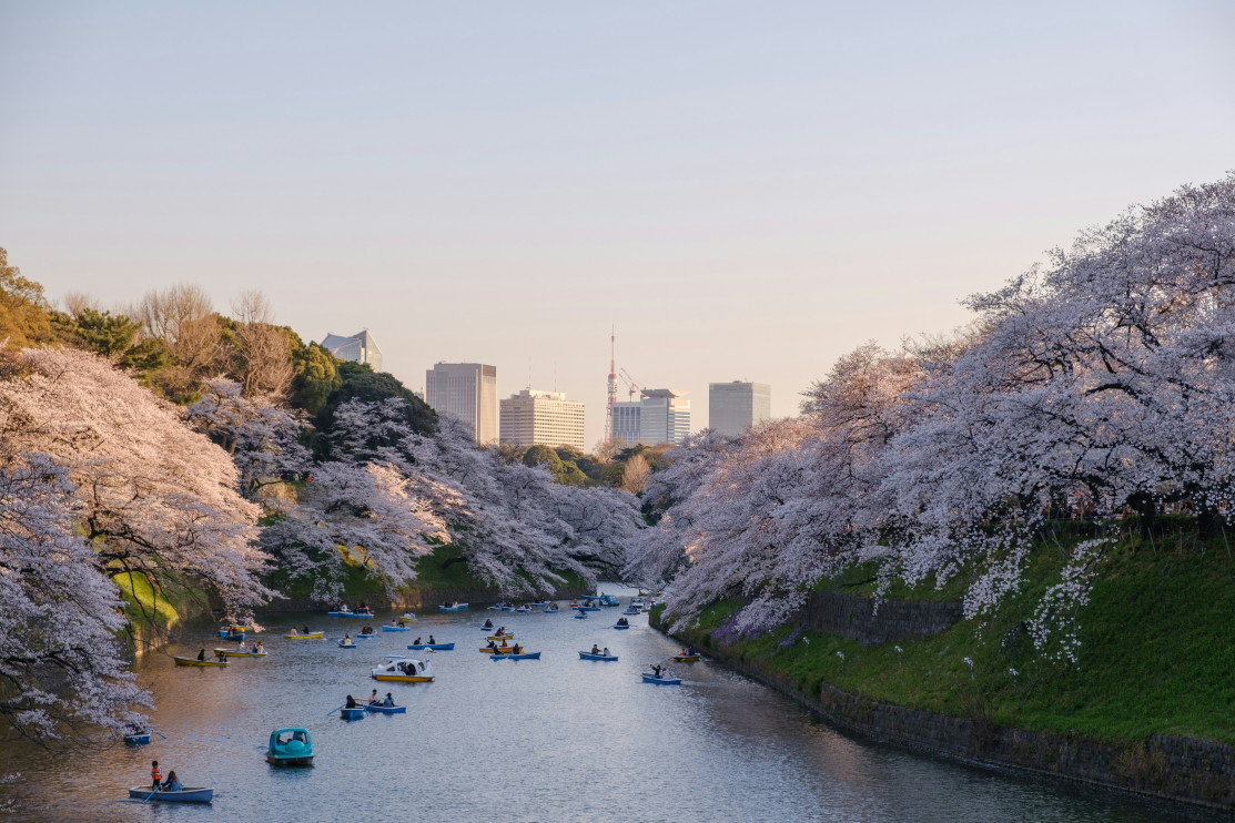 Sakura in Giappone / Foto: Unsplash Yu Kato