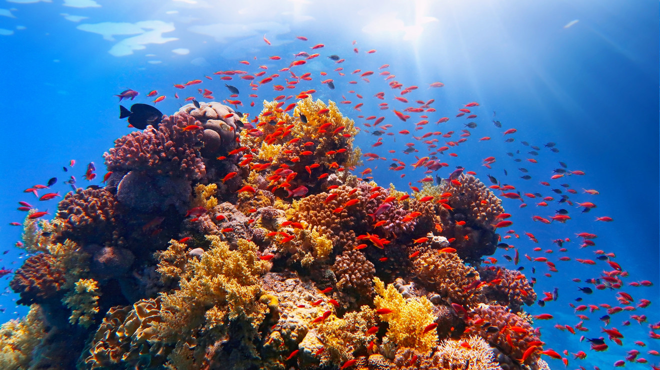 Gran Barrera de Coral/foto: Shutterstock