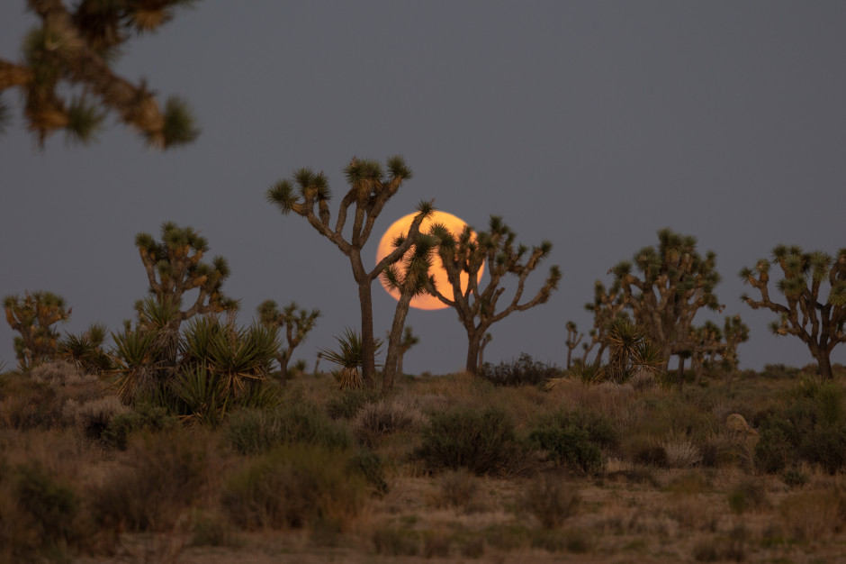 Luna piena che sorge, Joshua Tree Park / Shutterstock