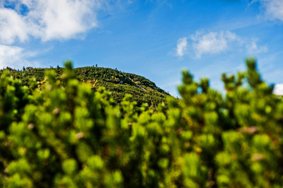 Vegetation on the way to Babia Góra, Beskid Mountains