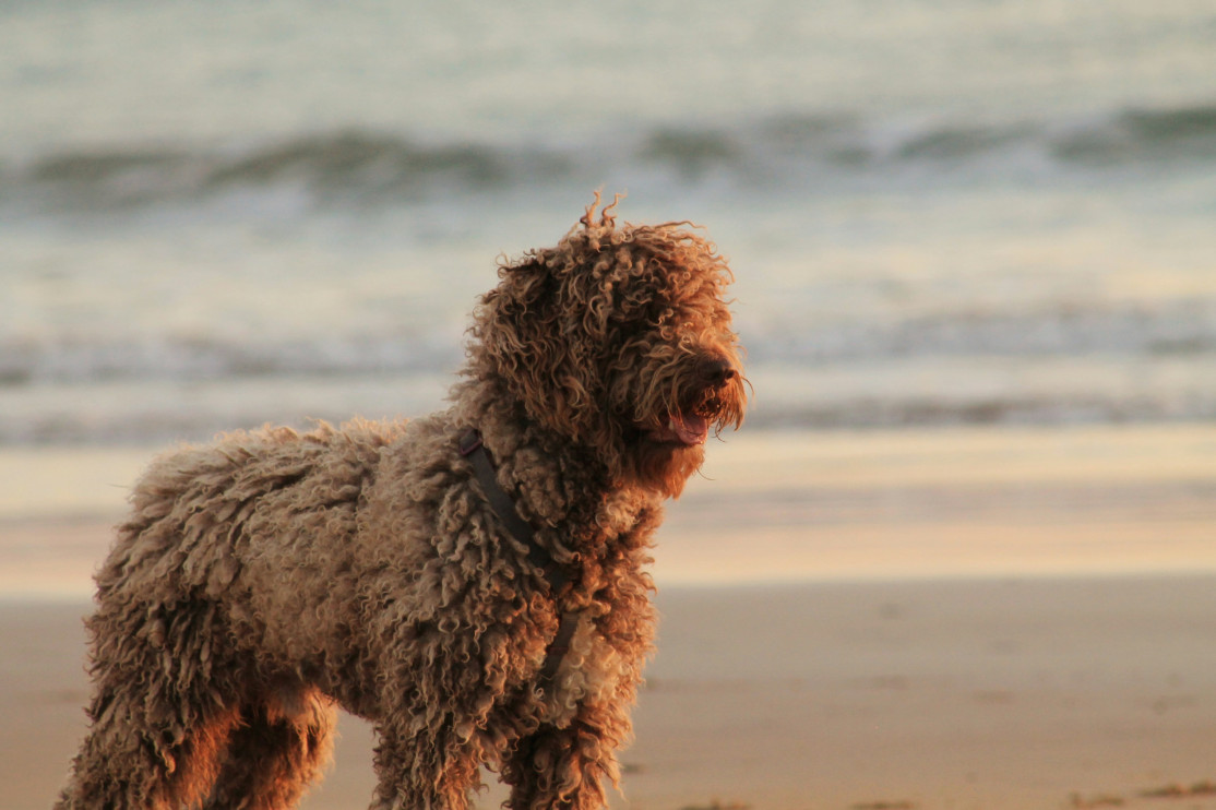 Las playas más aptas para perros de Europa / foto: Unsplash, Lena Langmeyer