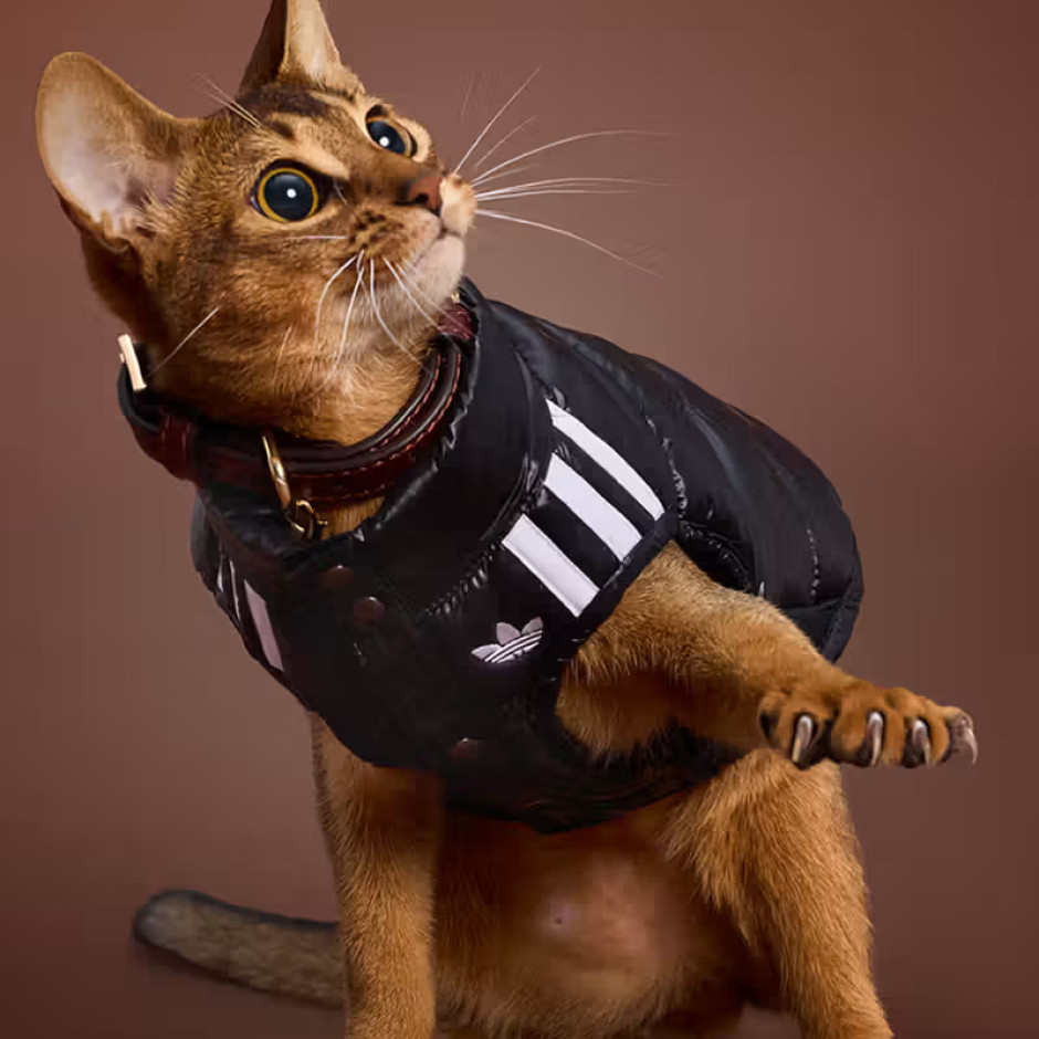 Collezione limitata Adidas Pet Autunno 2025 Licenza: Materiali stampa / Adidas