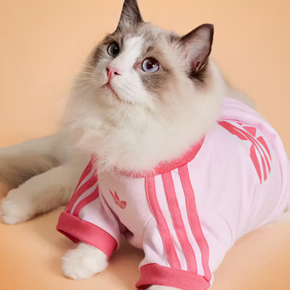 Collezione limitata Adidas Pet Autunno 2025 Licenza: Materiali stampa / Adidas