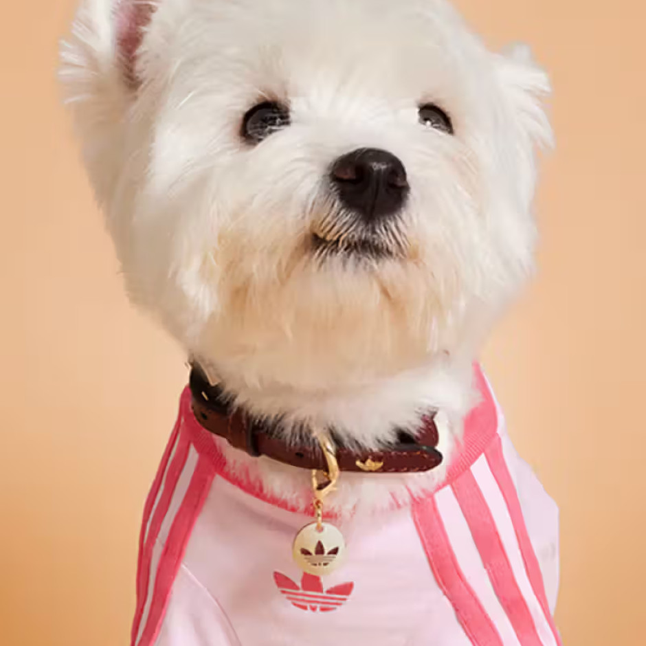 Collezione limitata Adidas Pet Autunno 2025 Licenza: Materiali stampa / Adidas