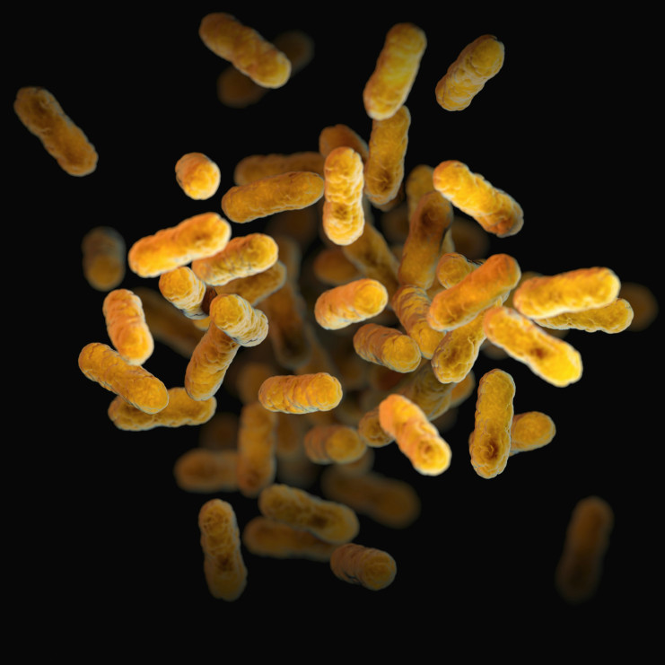 Bactéries intestinales au microscope / Photo : Unsplash, CDC