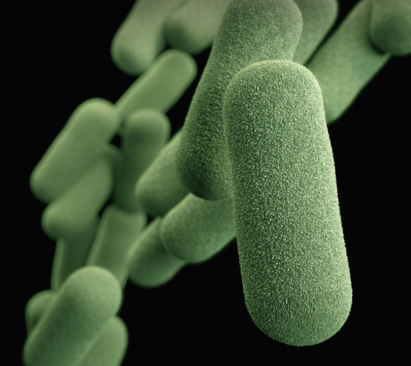 La greffe de microbiote intestinal pourrait contribuer au traitement de la dépression. Licence : CDC / Unsplash
